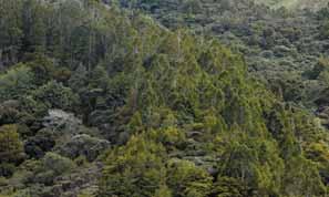 Much of Northland s forest comprises secondary growth forest following removal of the original forest.