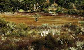 Vegetation dominated by reeds and sedges and salt-adapted woody species e.g. saltmarsh ribbonwood.