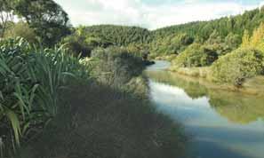 Saltmarsh Stream margins Stream habitats are a very important feature for biodiversity.