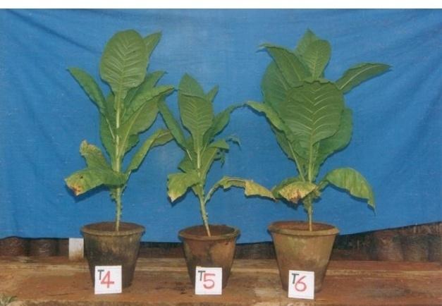 A set of tobacco plants were also maintained using with out any treatment but with inoculation of nematodes which served as control.