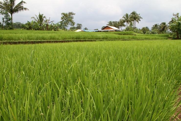 SRI (System of Rice Intensification) The development of the System of Rice Intensification (SRI) began 20 years ago in Madagascar by a Jesuit priest, Fr. Henri de Laulanié, S.J. (Uphoff, 2003a).