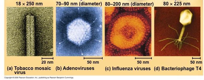Concept 19.1: A virus consists of a nucleic acid surrounded by a protein coat Viruses are not cells and are not considered to be living organisms.