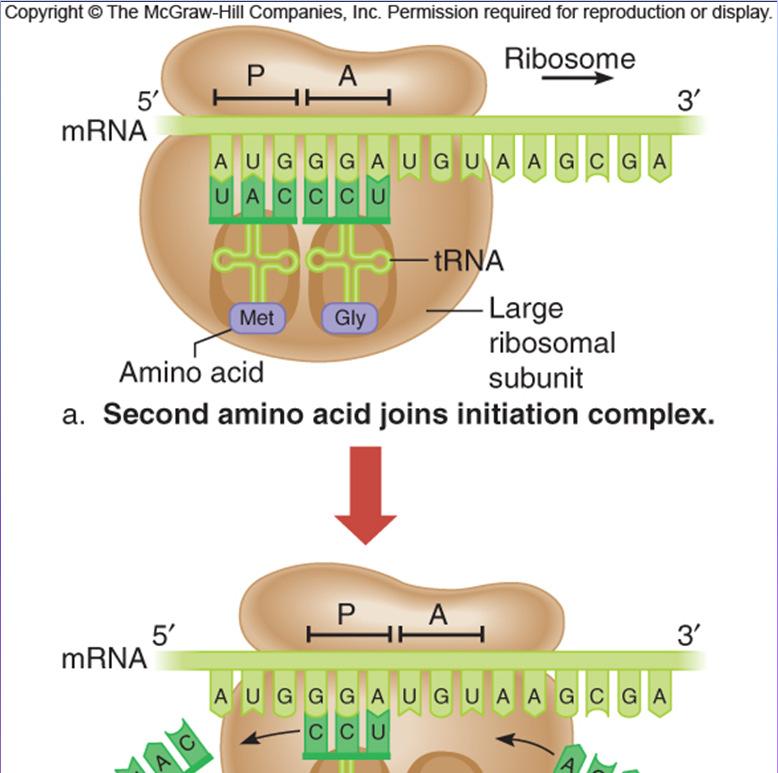 Start codon (AUG) attracts trna carrying the amino acid methionine (Met) Indicates start