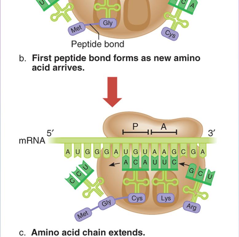 growing amino acid chain Peptide bondforms between adjacent amino acids, creating a