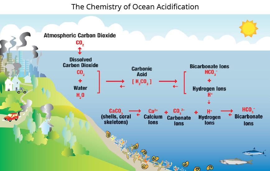 ocean Omega, or calcium carbonate