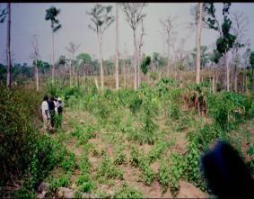 Background Deforestation timber deficit 2001: