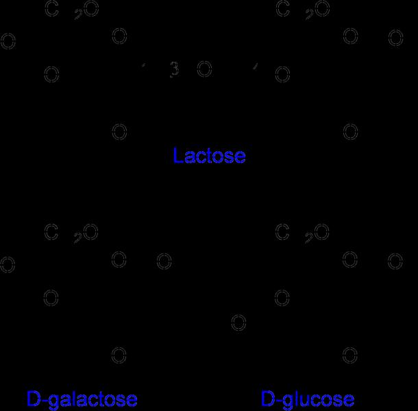 Glucose is the preferred energy source of cells. François Jacob and Jacques Monod sought to understand how bacteria made decisions to switch between different sugars as sources of energy.