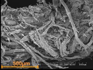 Figure 3: SEM micrographs of wood particle (spruce) before (left) and after (right) pretreatment with a screw press 3.2.
