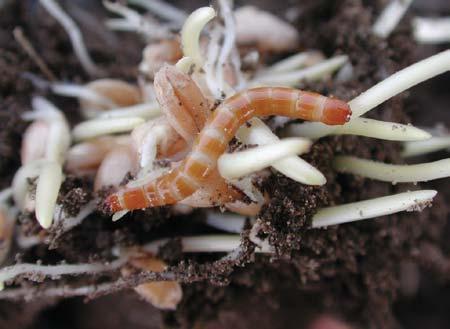 Wireworm Field Guide A guide to the