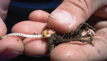 Wireworm feeding damage occurs