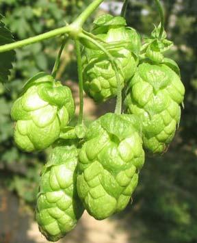 Session I: Hop Breeding High yield, excellent brewing quality and an increased level of resistance to diseases and pests are the objectives in all hop breeding programs.