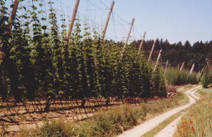 Session VI: Hop Production Two presentations provided new findings how irrigation can stabilize hop yield and quality and how a modified trellis system can effect stability and the economic