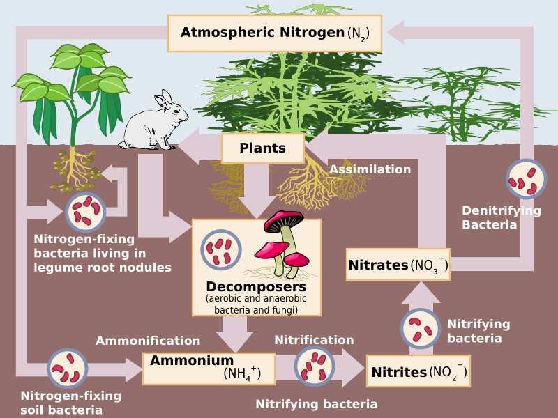 Nitrogen Cycle is primarily a prokaryotic activity Bacteria use their metabolic activities during numerous parts of the cycle Bacteria and fungi act as decomposers of plant and animal matter to form