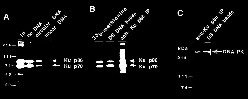 5702 BOUBNOV AND WEAVER MOL. CELL. BIOL. FIG. 1. Association of DNA-PK to DNA beads via the Ku-p350 interaction with DNA.