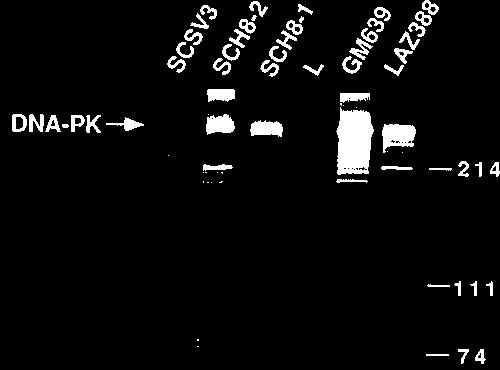VOL. 15, 1995 scid MUTATION AND DNA-PK 5703 FIG. 3. The DNA-dependent protein kinase p350 gene is located on human chromosome 8.