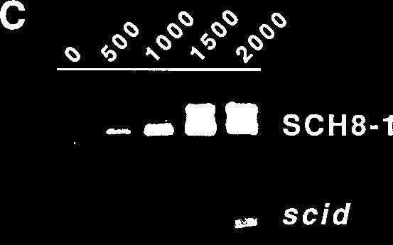 Positions of protein molecular weight markers are displayed in kilodaltons on the right. that of the wild-type mouse controls.