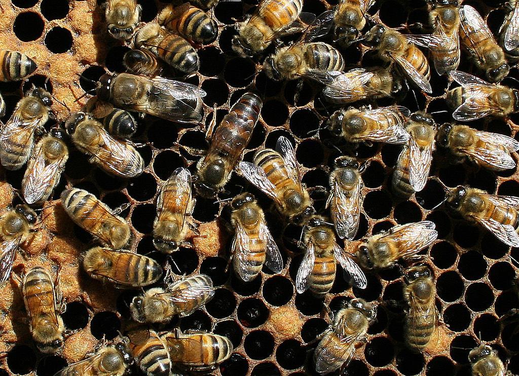 (Partial) Report Findings & Recommendations Nutrition has a major impact on individual bee and colony longevity.