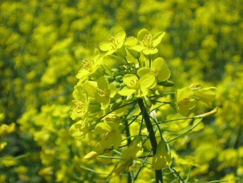 Many studies have shown polyfloral pollen diets are superior to a single species of pollen, with perhaps one exception: rapeseed/canola (Brassica napus) Average hive collects approx. 50-120 lbs.