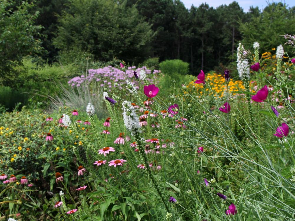 Pollinator Gardens Plant Selection Use mostly perennials as these tend to have richer nectar sources and provide a dependable food source Straight species vs.