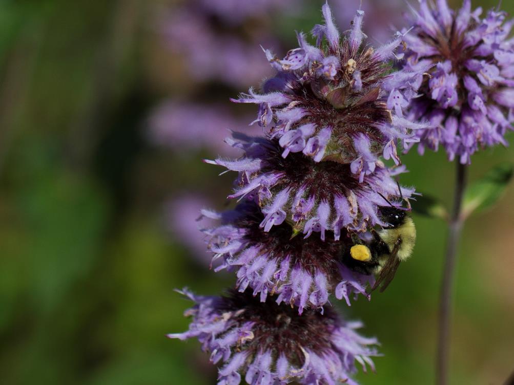 Bumble Bee on