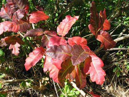 What Poison Oak looks like in each season Fall Mostly red from