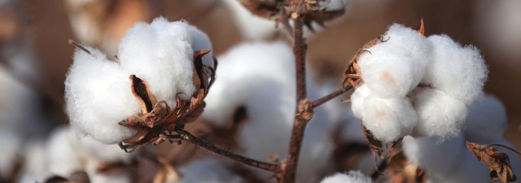 Sudan 2015 was the fourth year of commercial planting of Bt cotton in Sudan.