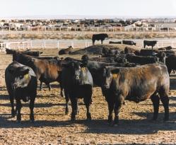 Carcass data collected on cattle considered for Certified Angus Beef LLC (CAB) do offer direction to breeders, says John Crouch, director of performance programs for the American Angus Association.