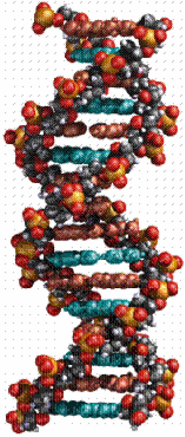 DNA Four different nucleotides : adenosine, guanine,