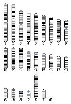 Genomes, chromosomes Genome is a set of DNA molecules.