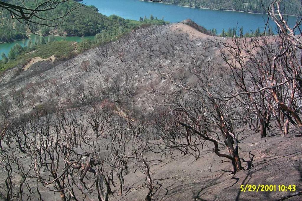 Many species of fire-adapted plants can suffer 100%