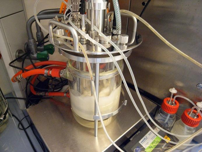 enzymes yields high purity sugar in