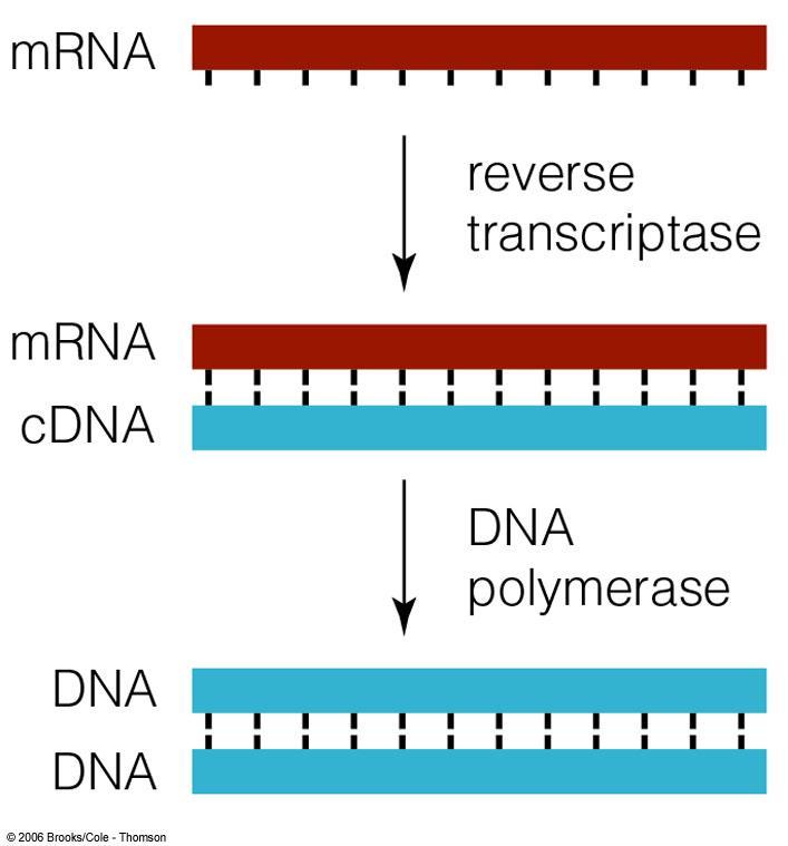 2. Another Way-- Making cdna cdna = complimentary DNA Researchers use mrna because the introns