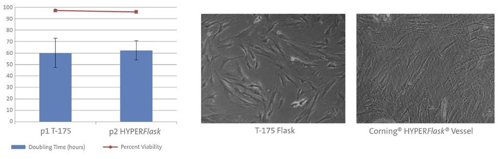 expanded for 9 to 11 days, after which cells were evaluated for percent viability, total yield, and retention of typical morphology, surface marker expression, and normal karyotype.