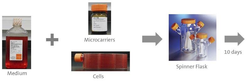 serum concentration during attachment. Using the optimized parameters shown in Figure 2b, cells were expanded on microcarriers under continuous agitation in glass spinner flasks.