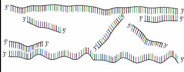 1min, ~94 C Double strand DNA splits up to two