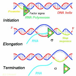 RNA Transcription Transcription is the way of making working copies of the genes coded in the DNA The RNA ( working copy ) can leave the cell