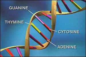 Deoxyribonucleic Acid (DNA) DNA has double-helix structure The genetic information is