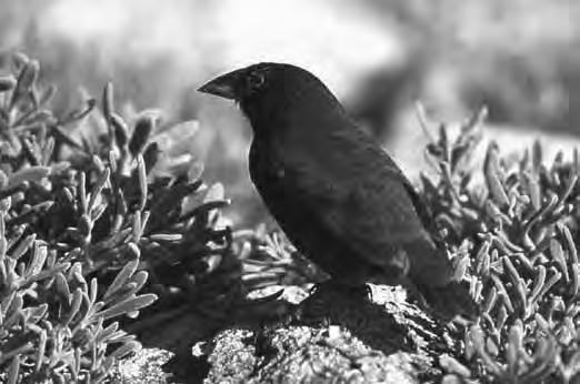 15 6 From 1975 to 1977 one of the Galapagos Islands, Daphne Major, experienced a severe drought. A ground finch, Geospiza fortis, feeds on seeds on Daphne Major. Fig. 6.1 shows the ground finch, G.