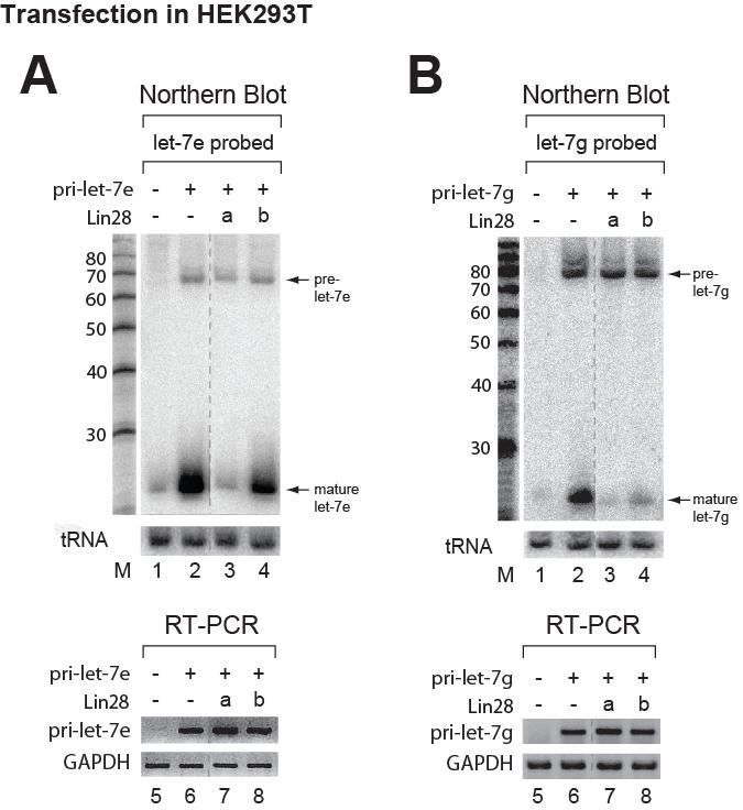 Figure S5. Reduction of mature let-7 by Lin28 in vivo (A) NB and RT-PCR analyses of pri-let-7e with Lin28-cotransfected HEK293T cells.