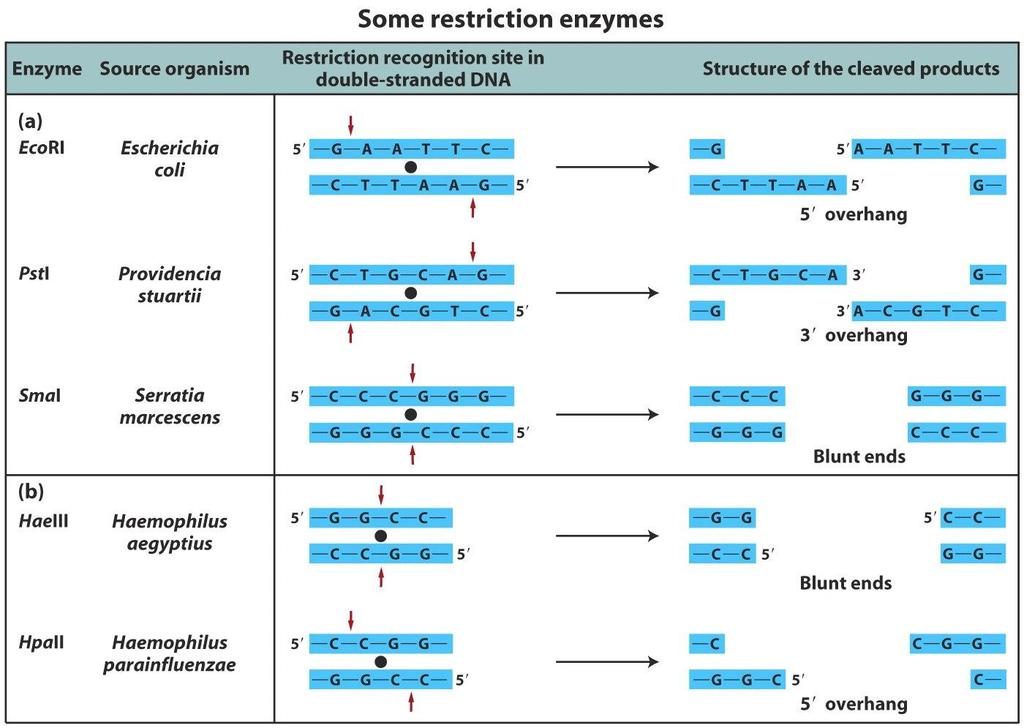 Restriction Enzymes - Restriction enzymes cut DNA at specific sequences, usually palindromic 6-8 mers - Bacterial restriction enzymes can