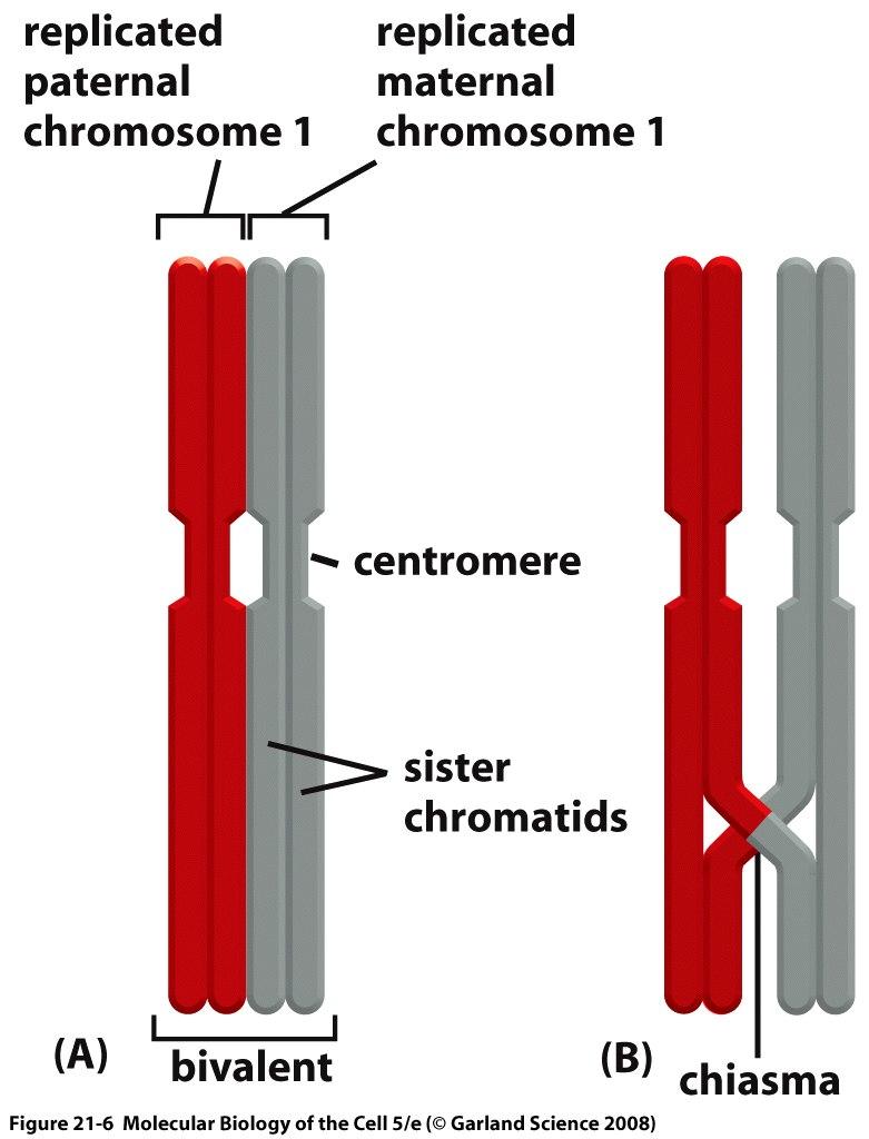 paired chromosomes
