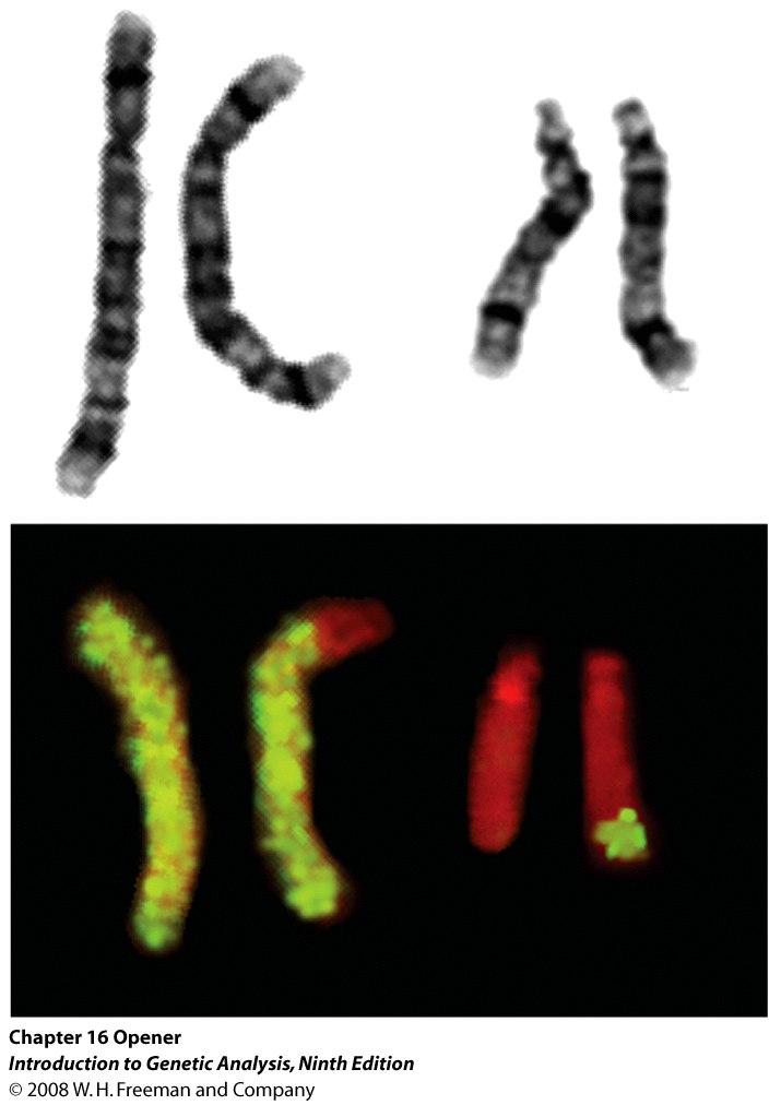 Chromosome mutations Genetics 11 Based on