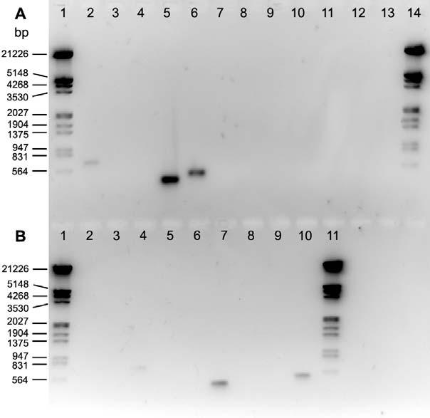 FIG. S1. Specificity test of Dehalococcoides 16S rrna gene primer sets. Part A: lanes 1 and 14, DNA marker III 0.12~21.