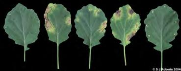 Effective from 1 January 2014 International Rules for Seed Testing a b c d e Figure 3. Leaves of a cabbage seedlings cv.
