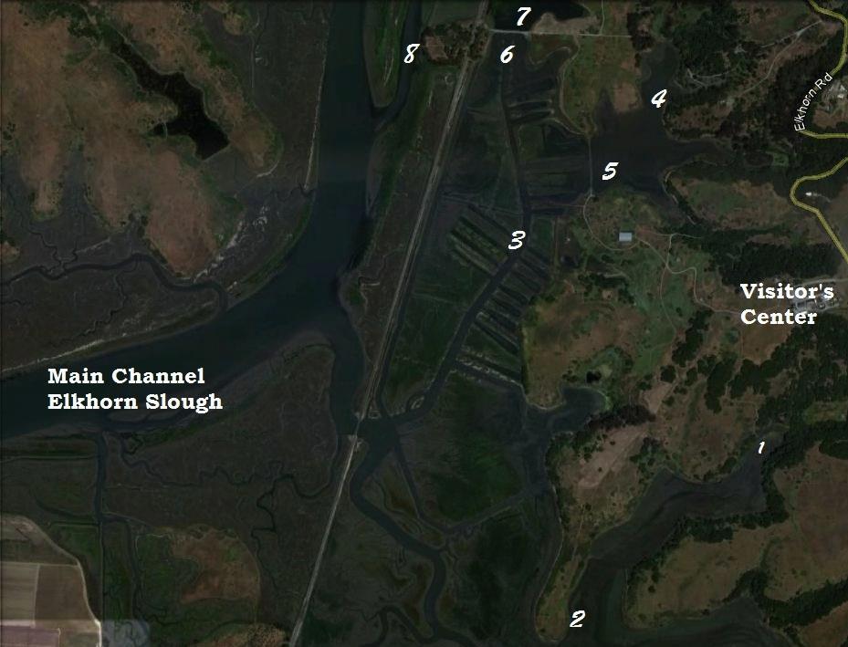 Figure 5. Bimonthly fish monitoring locations in Parsons Slough. Objective 5 Increase native populations of Olympia oyster (Ostrea lurida) by improving habitat conditions in Elkhorn Slough.