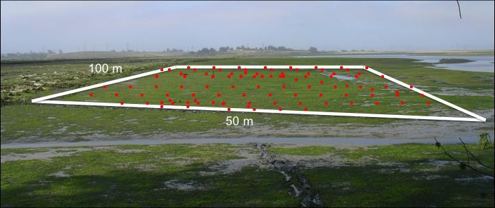 Figure 9. Algal monitoring stations for the Parsons Slough Sill Project.