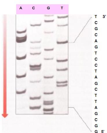 Kỹ thuật xác định trình tự DNA Phương pháp dideoxy của F. Sanger: 1.