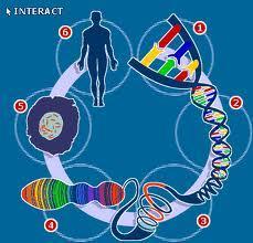Genomics Genome = bộ gen; Sự giải kí tự chuỗi thành công ở bộ gen người và hàng trăm sinh vật khác đã tạo nên khoa học về bộ gen gọi là Genomics hay bộ gen học;