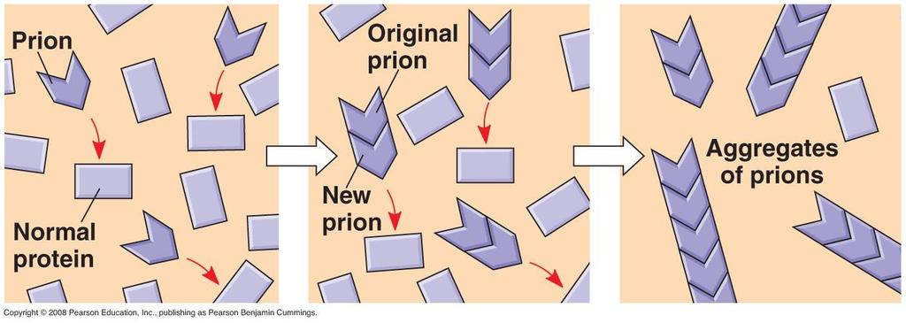 Prions are infectious proteins that cause brain diseases in mammals.