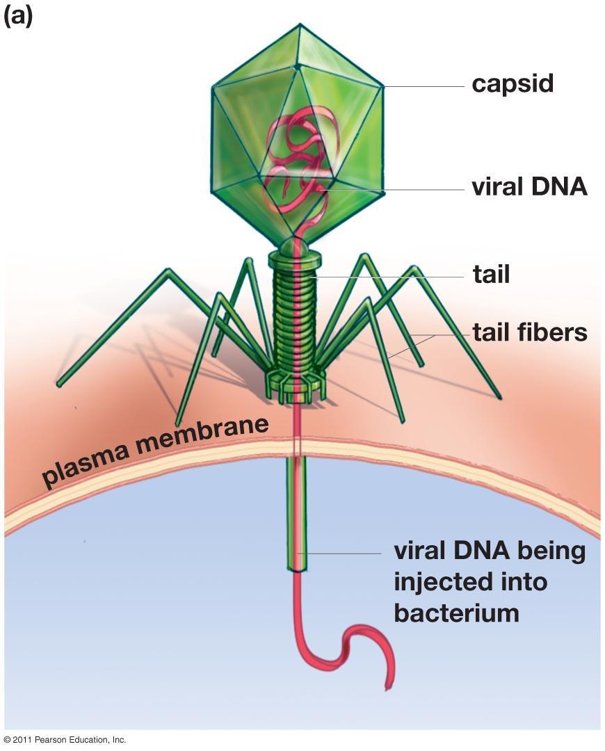 What are the components of viruses? A virus typically consists of two main types of biological molecules: Protein Nucleic Acids Basically, there is a protein capsid encasing the genetic material.